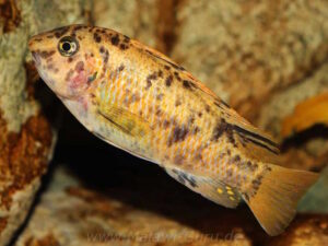 Labeotropheus fuelleborni 'Chimwalani Reef'